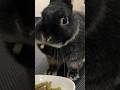 【ASMR】ご飯の嬉しさを全身で表現するうさぎ #short #bunny #rabbit