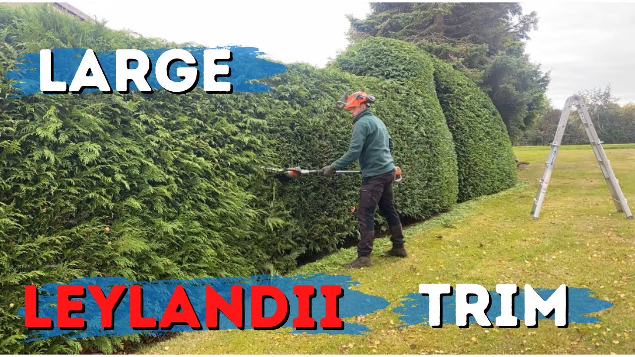Trimming a Large Leylandii Hedge // Husqvarna 520iHE3 // Battery Tools ...