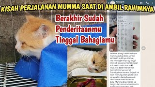 KISAH PERJALANAN MUMMA SAAT DI AMBIL RAHIMNYA //KINI DERITAMU SUDAH BERAKHIR TINGGAL BAHAGIAMU