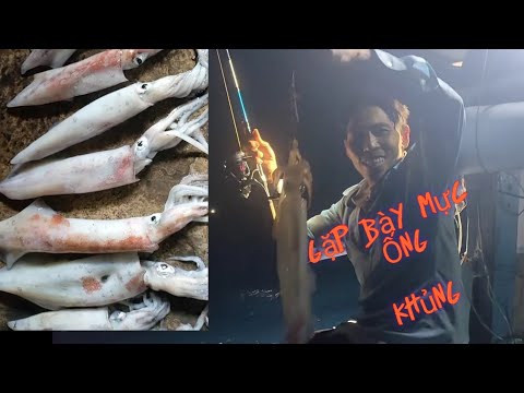 Video Chuyến Câu Mực Khơi.Vùng Biển Ninh Thuận. Mực Ống Loại... - youtube