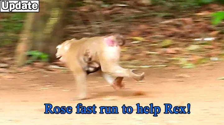 Monkey Rose fast run to help her son Rex that got ...