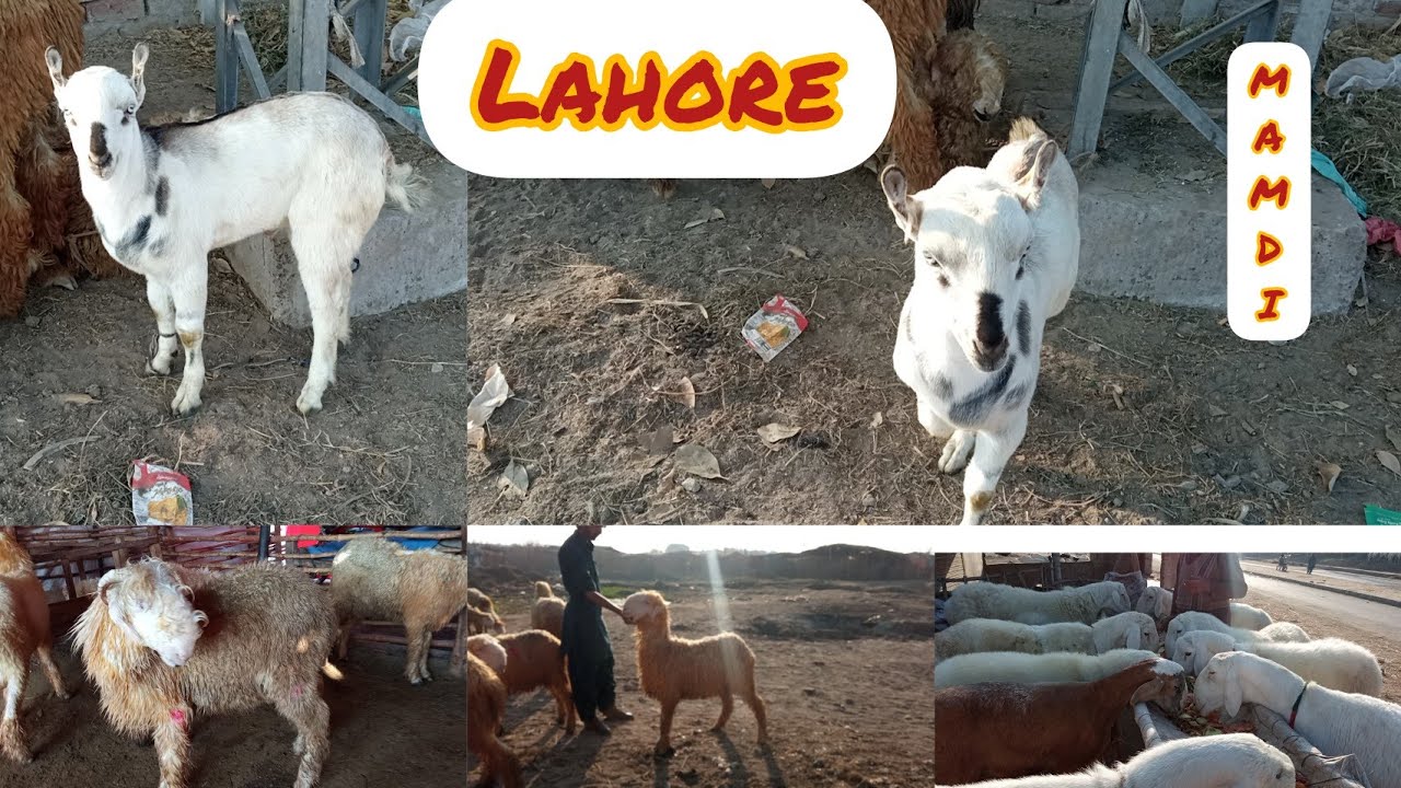 Turkey Dumbe|mudray chartay|male Tadda|Qubarni 2023|Lahore Bakra Mandi|shahpur kanjra