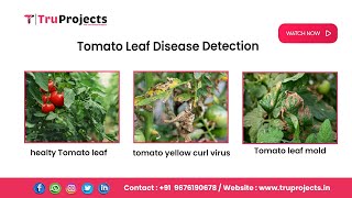 Tomato Leaf Disease Detection