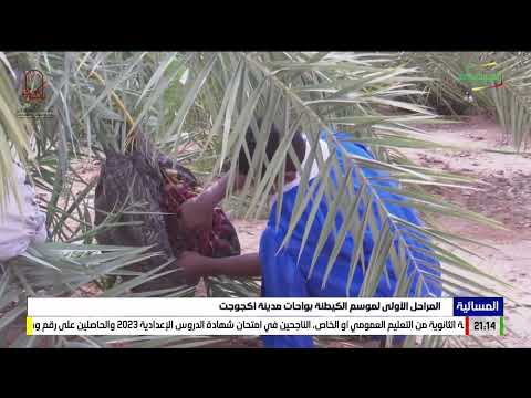 المراحل الأولى لموسم الكيطنة بواحات مدينة أكجوجت