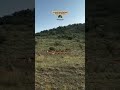 Deers Are Afraid of Being Hunted | Masai Mara National Reserve Kenya| Traveliology