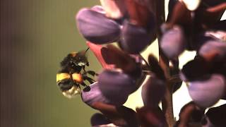 Bees in Flight in Super Slow Motion filmed on an IX Camera