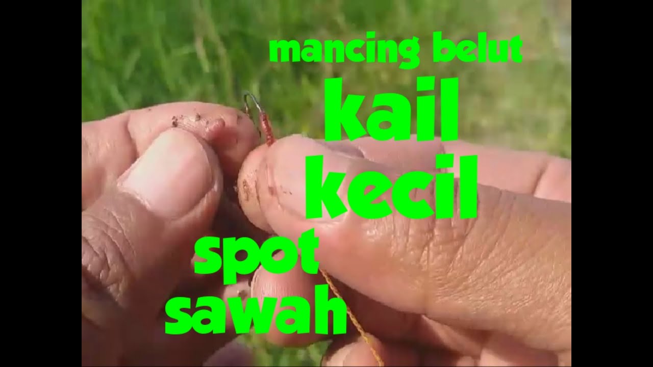 Keseruan mancing belut di spot sawah 