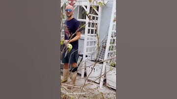 Mulberry Tree Trimming & Propagation: Growing New Trees from Cuttings | Pruning Mulberry Tree