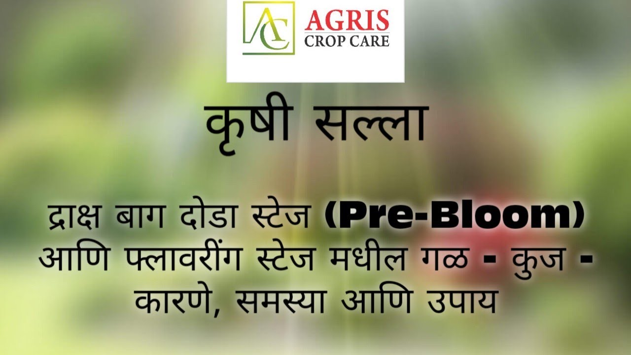 द्राक्ष बाग दोडा स्टेज (Pre-Bloom) आणि फ्लावरींग स्टेज मधील गळ - कुज - कारणे, समस्या आणि उपाय...