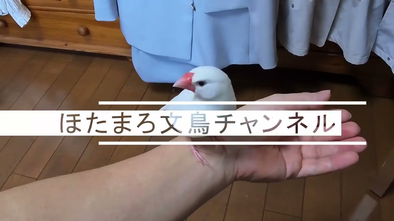 文鳥の基本】小さくて愛らしい「文鳥」のルーツと特徴を紹介 - YouTube
