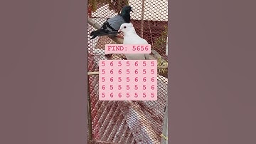 Observation Visual Test: 5 Seconds For You To Spot 5656. Try Your Skills!  #search #puzzle #shorts