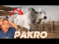 Sibbi bull bhag gaya !😰 | Dangerous Unloding of Sibbi bulls 😱 | out of control | Qurbani 2026 