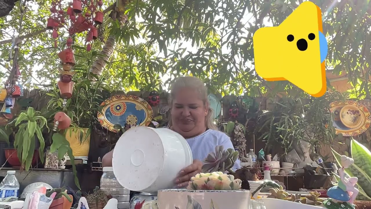 Unas Lindas nuevas Suculentas un   Relajante Trasplante 