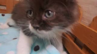 342348 メインクーン