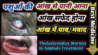 Thelaziosis(EyeWorms)In Animals Tretment||आंखों से पानी आना||आंखों का सफेद होने का इलाज !