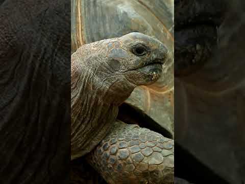 World Turtle Day
