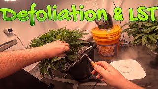 Week 5 - Defoliation & LST
