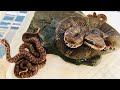 ニホンマムシ 出産の瞬間  Birth of Japanese pit viper