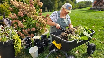 How to Divide Perennials to Get FREE Plants! Easy Beginner Guide to Dividing Plants.