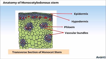8. 11B06.3 CV4 Anatomy of Monocotyledonous Stem