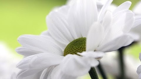 الشيخ علي حجاج السويسي رحمه الله \تلاوة رائعة من سورة فاطر