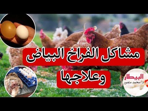 أهم مشاكل الفراخ البياض في التربية وازاي تعالجها لزيادة عدد البيض 