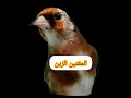 تغريد مقنين مداوروش سوق أهراس      