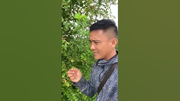 Cây Táo Dại bạn biết chưa#câythuốcquý #covenduongvlogs #caythuoc #câythuốcnamquí