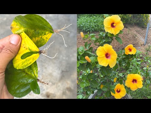 Video: Tips om stell av hibiskusplanter