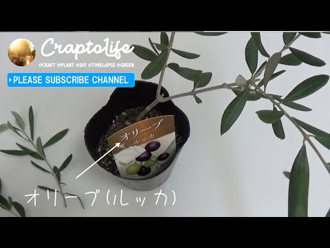 オリーブ ルッカ 挿し木にルートン使用しました 発根するか お楽しみに Olive Lucca Cutting Luton Youtube