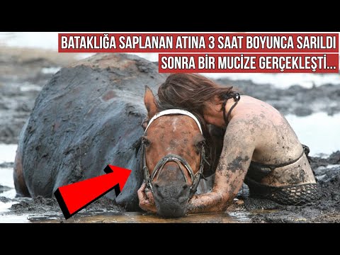 Video: Ateşli Bir Atı Suya Götürmek: Efsaneyi Çürütmek