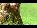 Macaques and Tortoise Interactions
