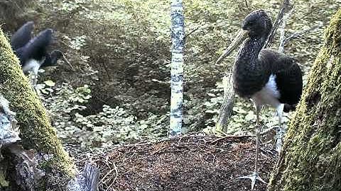 vlc record 2013 08 01 18h57m27s rtsp   193 40 133 138 live kurg