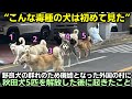 野良犬の群れのため廃墟となった外国の村に秋田犬5匹を解放した後に起きたこと
