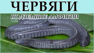 ЧЕРВЯГИ - Подземные амфибии