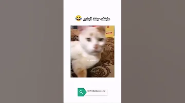 مابقات تيقة آلبشير 
