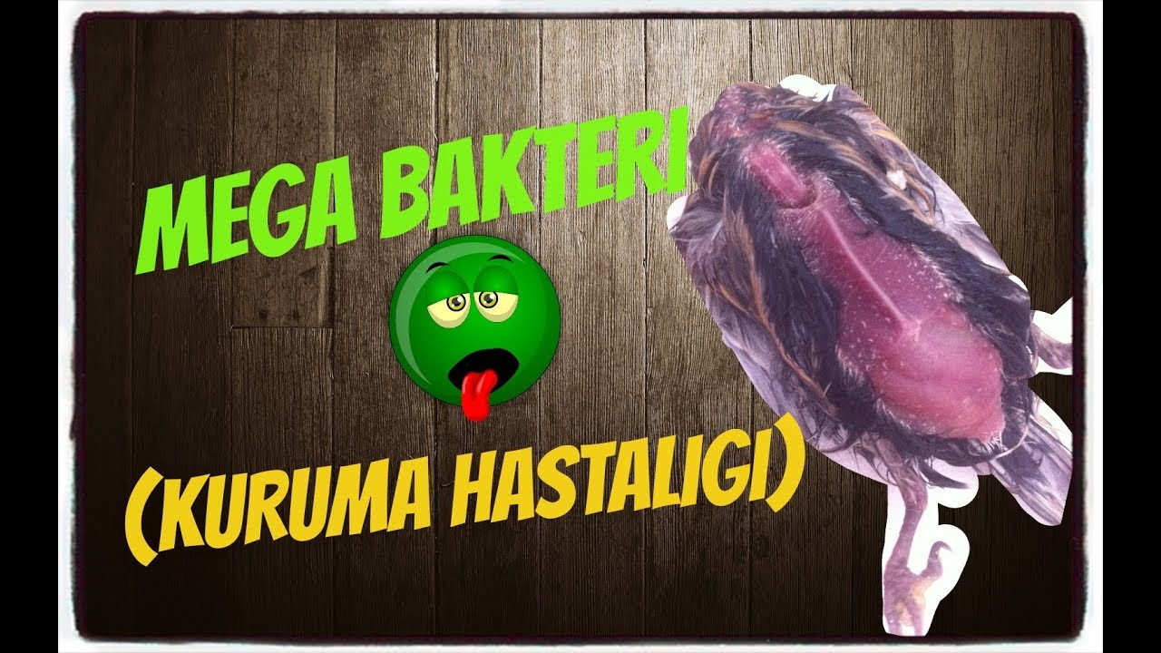 MUHABBET KUŞU KURUMA HASTALIĞI NEDENLERİ VE TEDAVİSİ ! ( MEGA BAKTERİ )