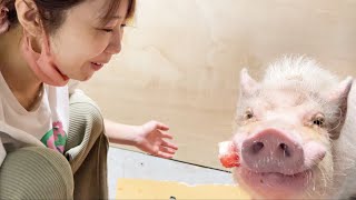 ミニブタつくね君の誕生日にスイカをプレゼント！