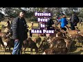 FEEDING DEER IN NARA JAPAN