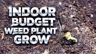 Indoor Budget Weed Plant Grow - Build #foryou #fyp