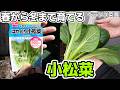 【ベランダ菜園】コマツナを1年間通して栽培した結果【小松菜の育て方】