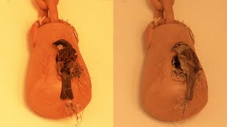 DIY Sparrow Birdhouse Homemade | Sparrow Nest making in Clay birdhouse | DIY Sparrow birdhouse ideas