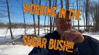 Working in the Sugar Bush! Its Maple Syrup Season!!!