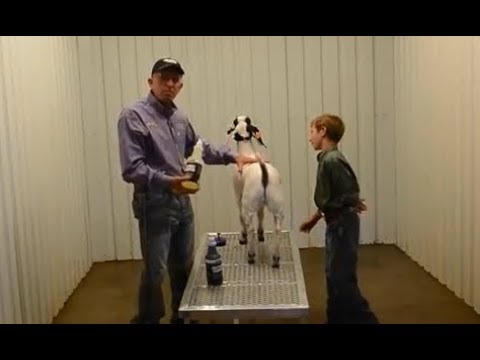 How to Wash Show Goats - YouTube