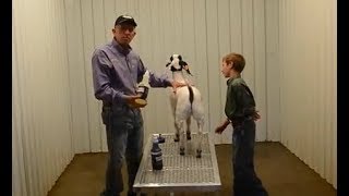 How to Wash Show Goats