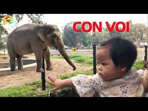 Video Bé đi chơi vườn bách thú Hà Nội xem con voi | Giáo dục... - youtube