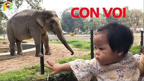 Bé đi chơi vườn bách thú Hà Nội xem con voi | Giáo dục trẻ em ECE