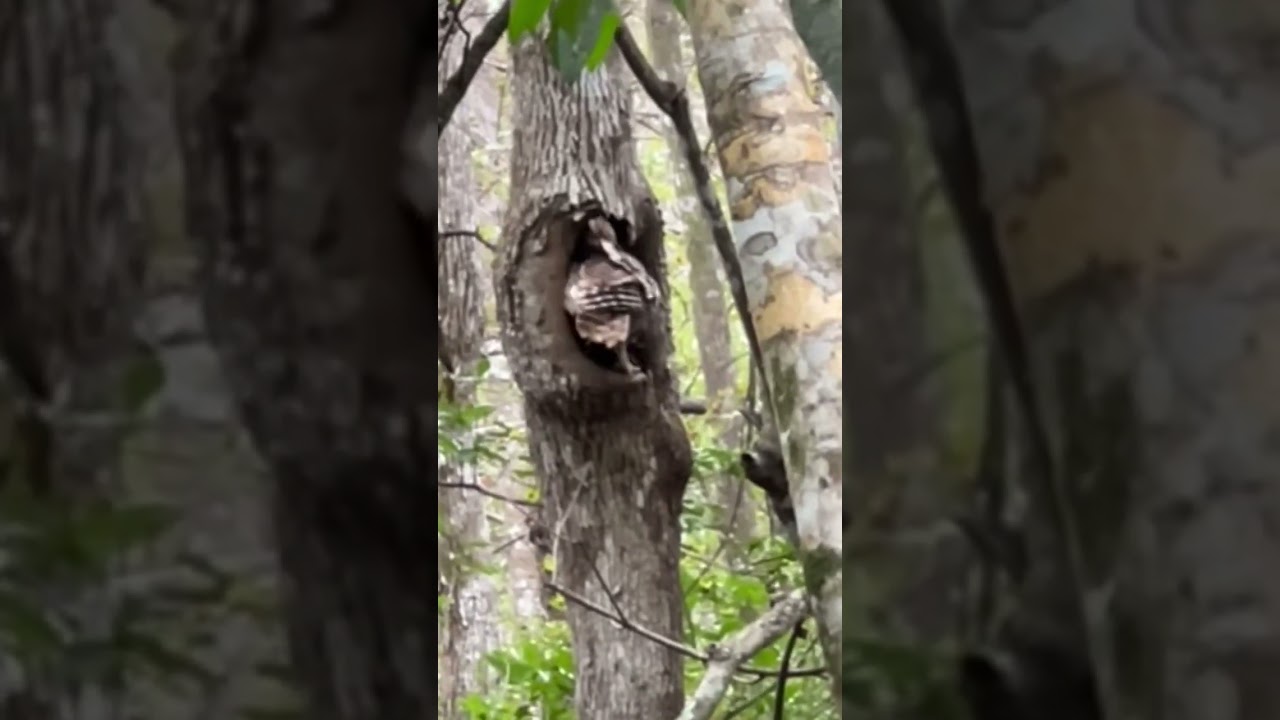 Florida swamp owl nest with snake