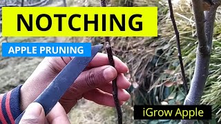 Notching in Apple Tree | Apple Pruning Techniques