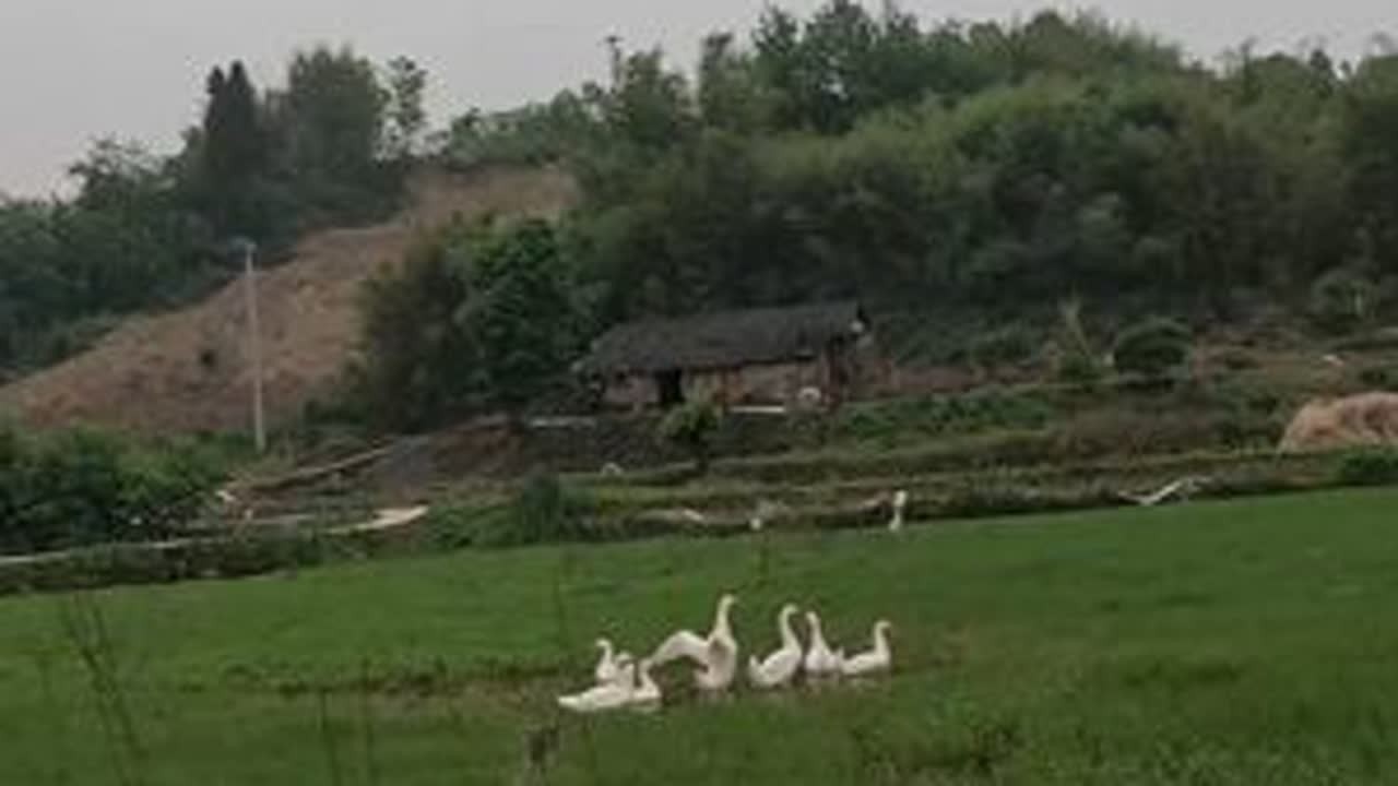 少壮不努力，收网超积极，今日份收获：黄鳝接近两斤，龙虾三斤半 #真实户外 #抓黄鳝 #抖音家速计划 #光芒闪耀的你